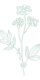fleur_fond-blanc_hd